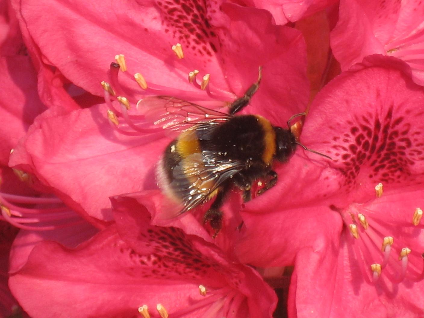 img_2746_hummel.jpg