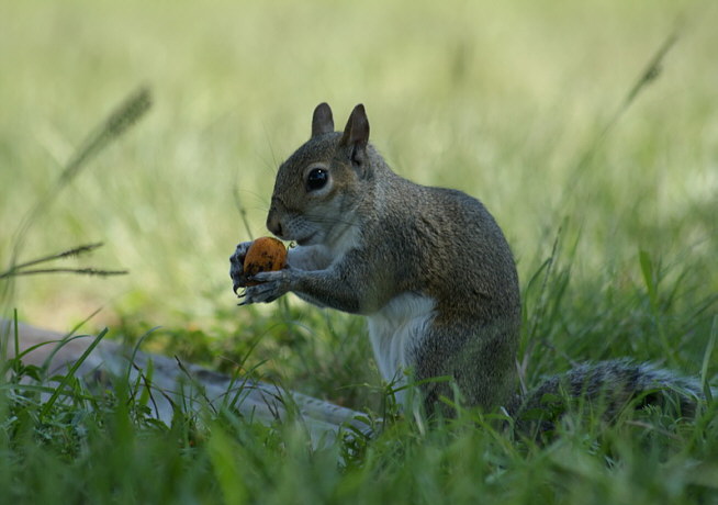 chipmunk_192010.jpg