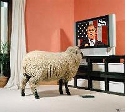 sheep_tv_1.jpg