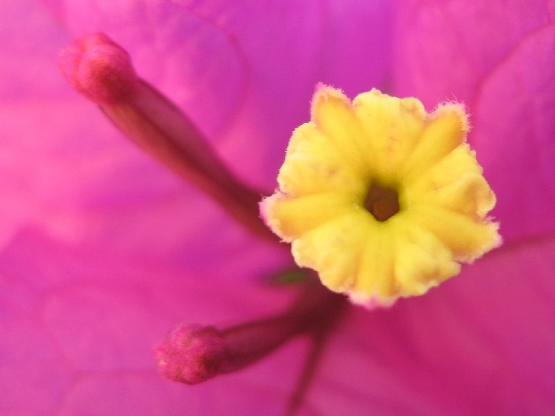 bild_bougainvillea_glabra.jpg