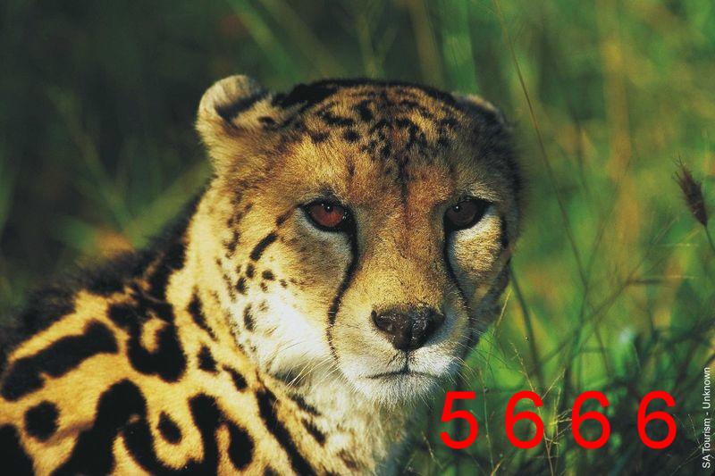 Cheetah.JPG