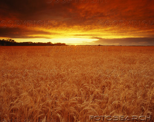 Weizenfeld_beim_Sonnenuntergang.jpg