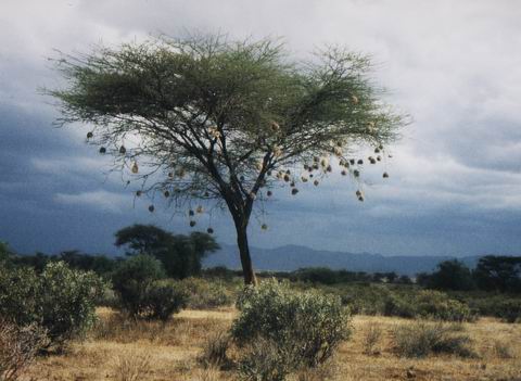 Kenia.jpg