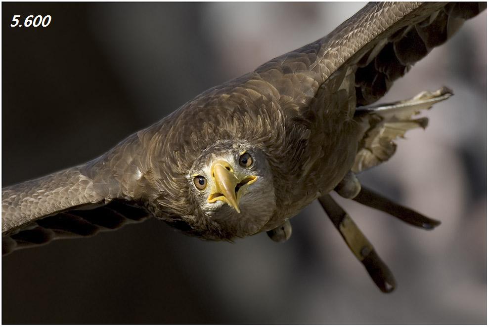 Adler_im_Anflug_DAX.JPG