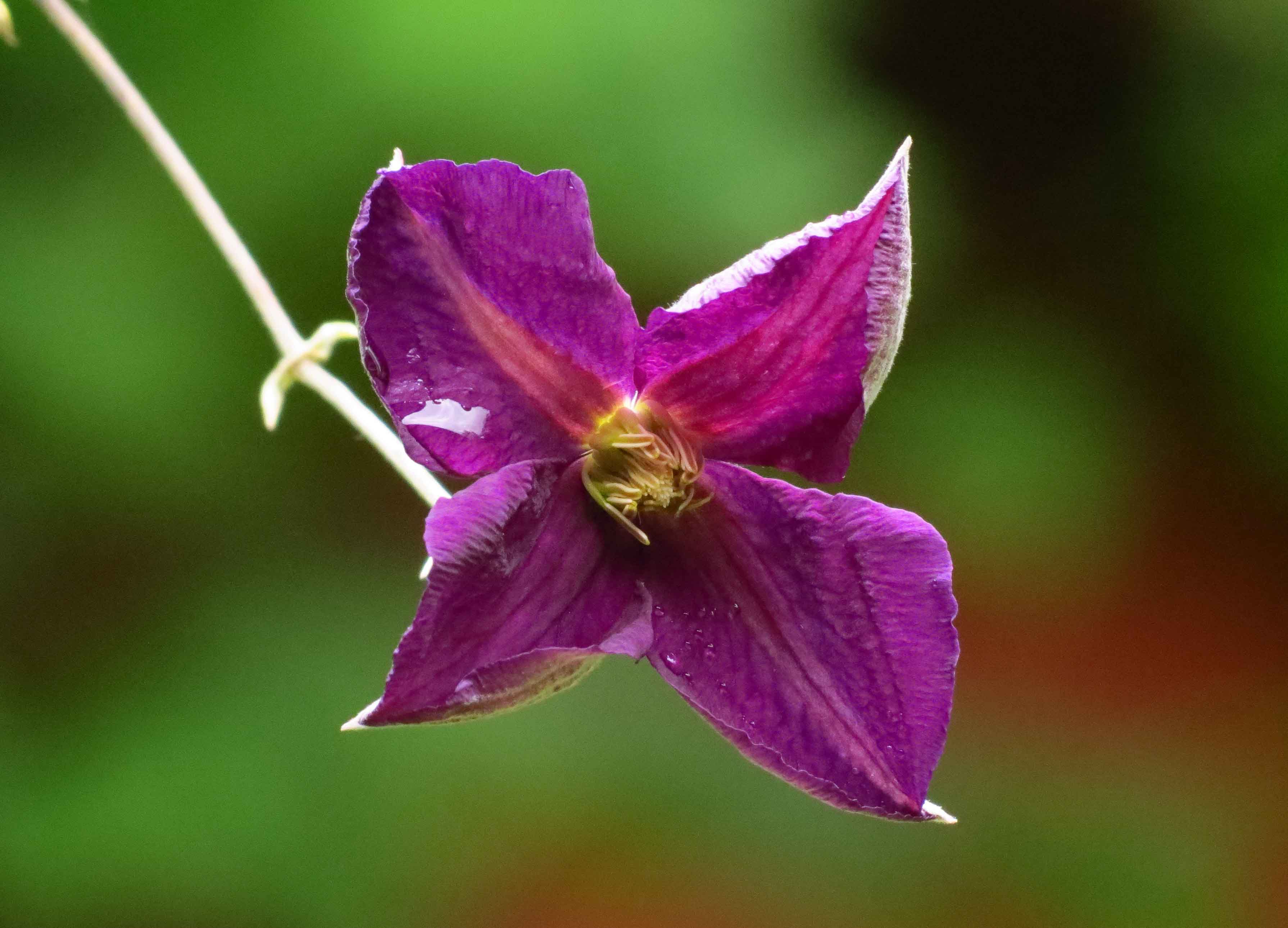 yo_s_clematis_bluete.jpg