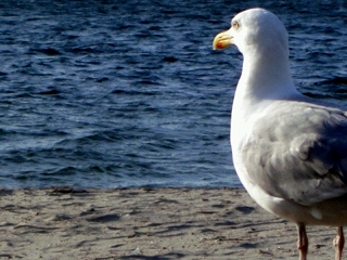 echter_vogel.jpg