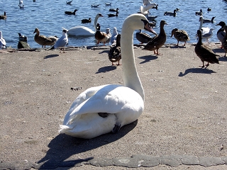 echter_vogel.jpg