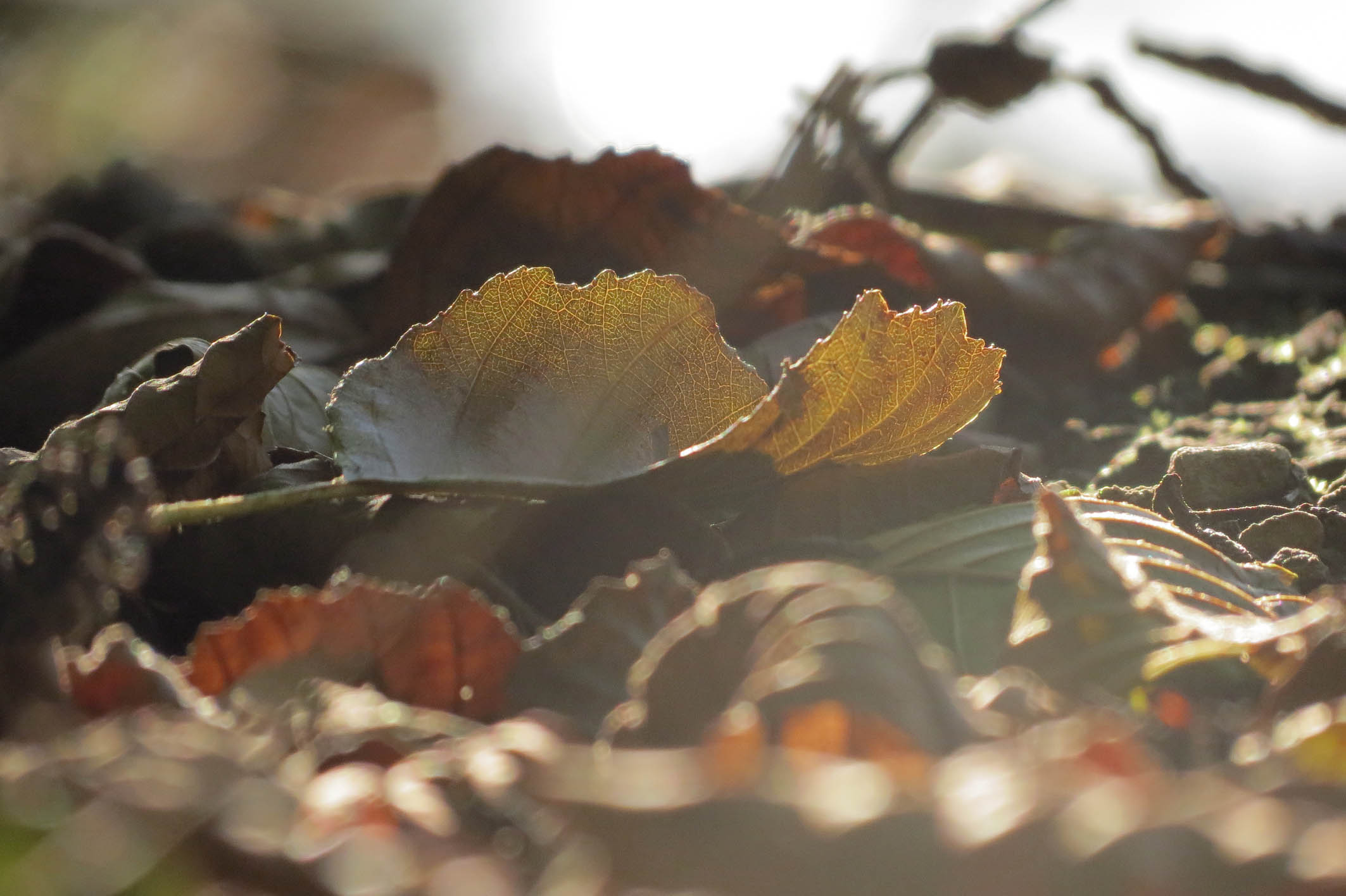 01_es_wird_herbst.jpg