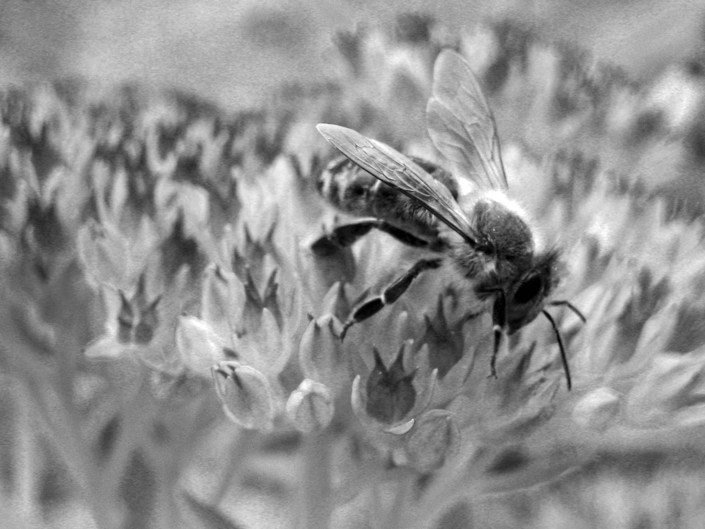 nektar-sammler-schwarzweiss.jpg