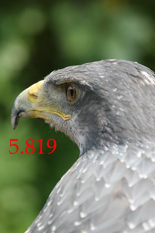 Greifvogel.JPG