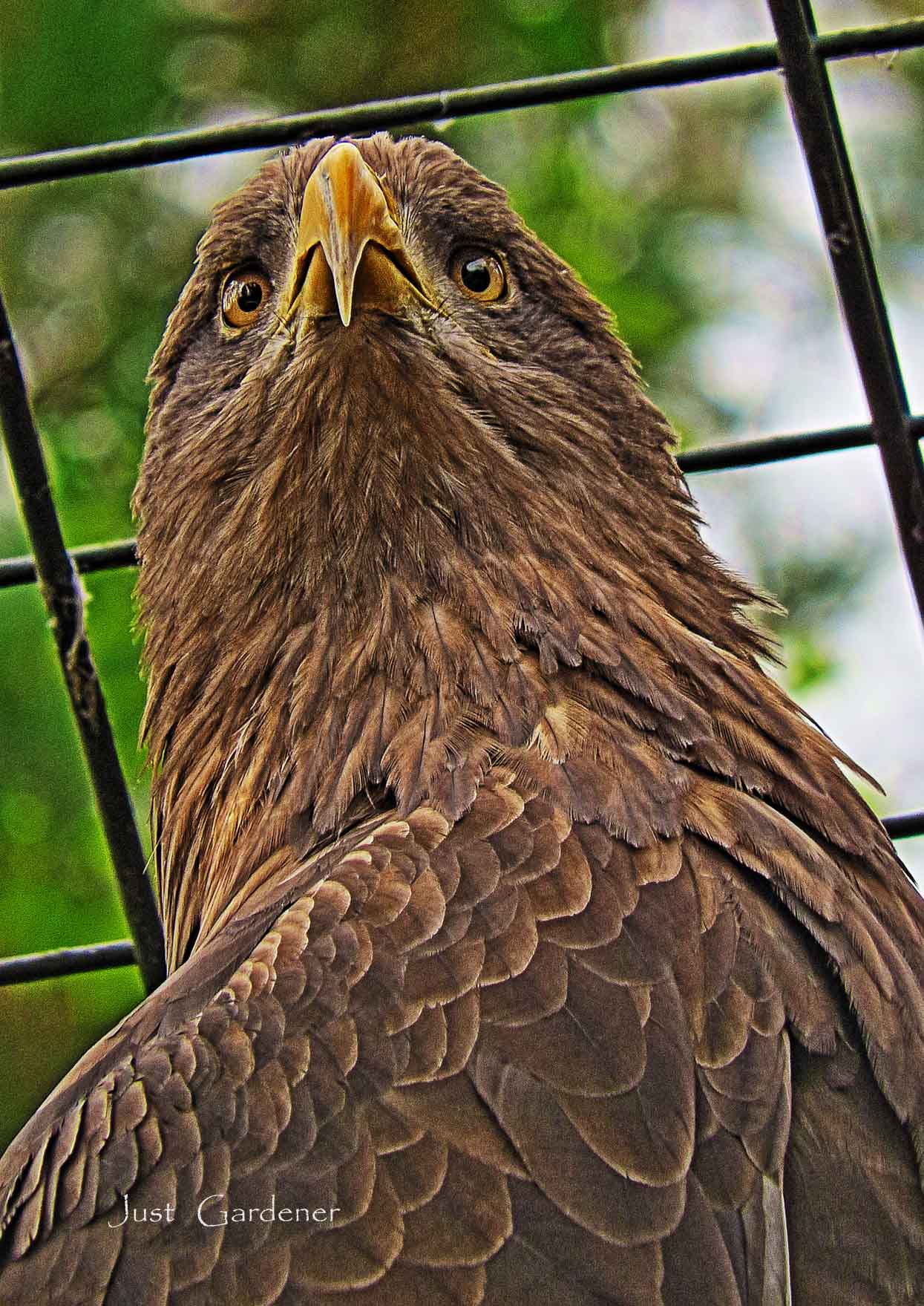 seeadler_01.jpg