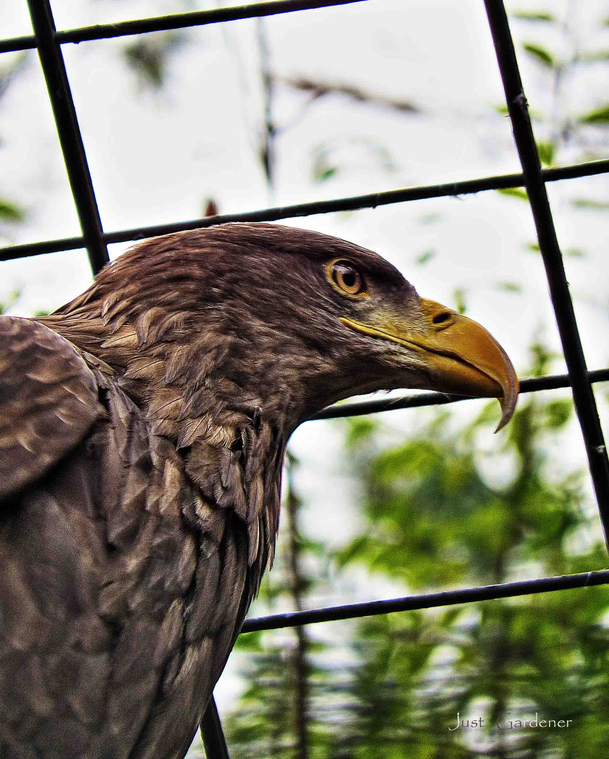seeadler__02.jpg