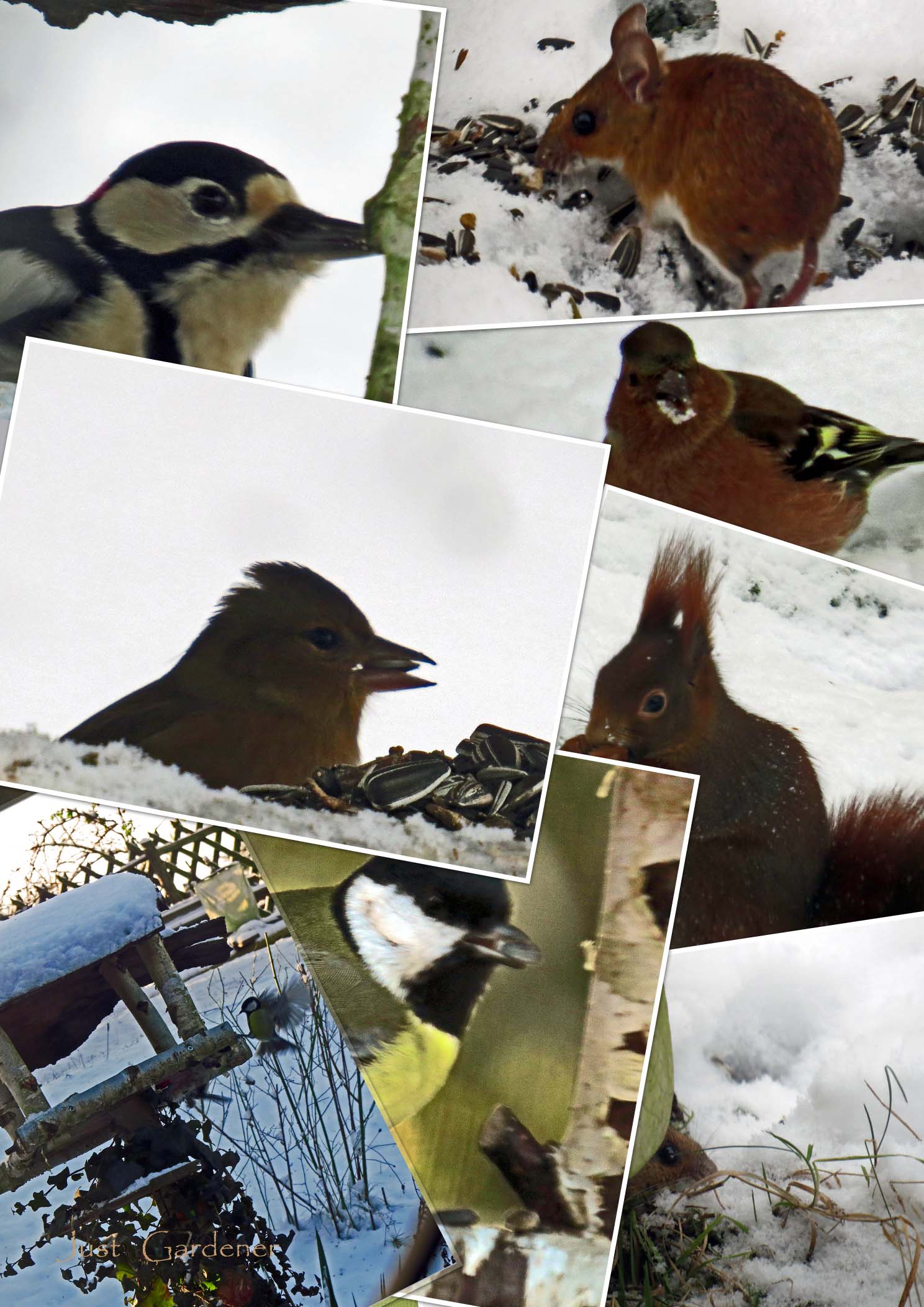 01_fruehstueck_rund_um_s_vogelhuesli.jpg