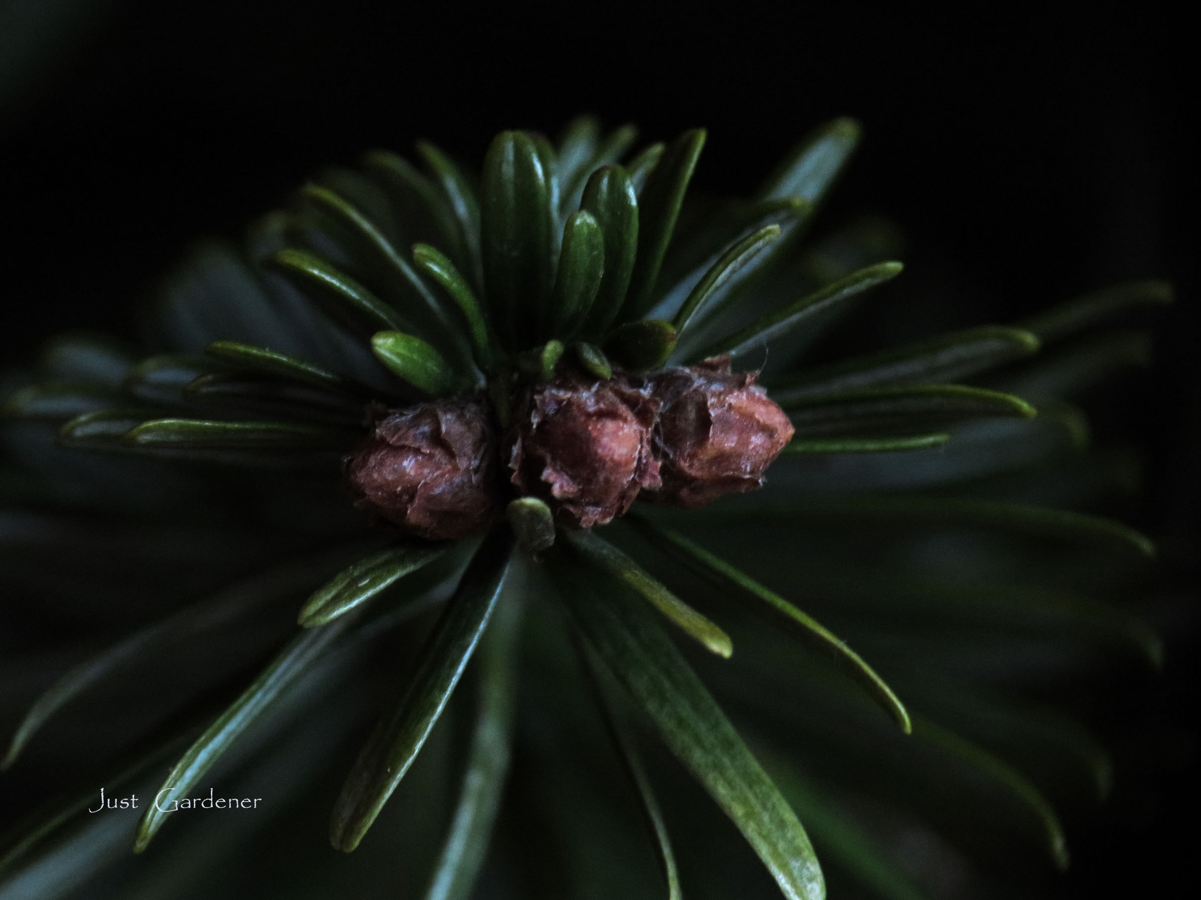 tannenbaum_01.jpg