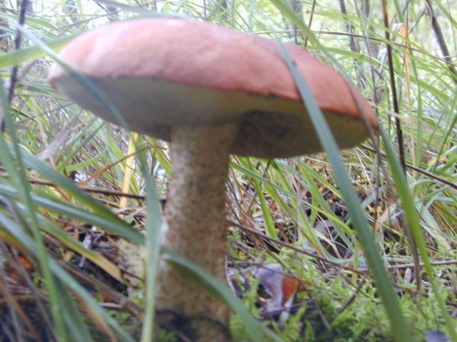 leccinum_griseum1.jpg