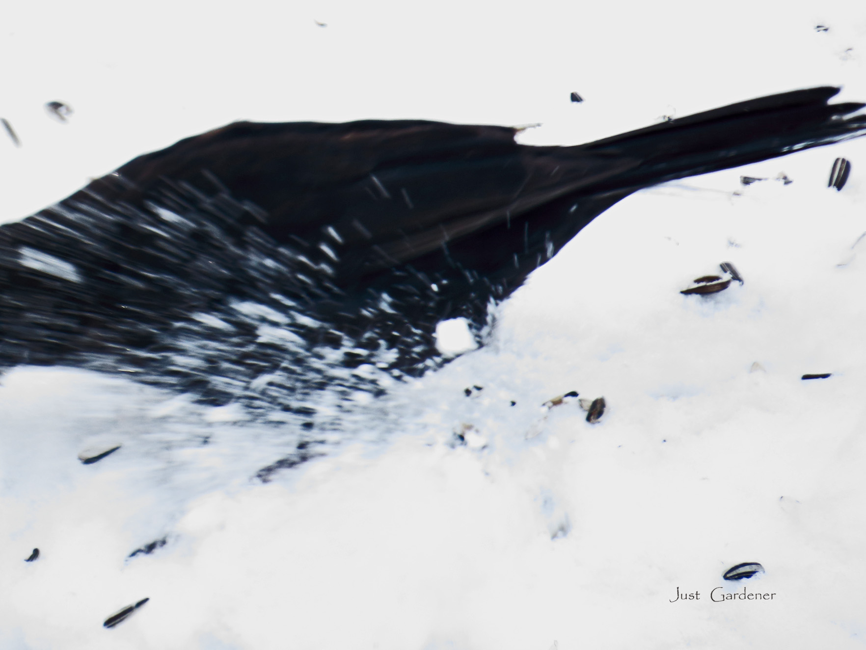 001__amsel-kopflos.jpg
