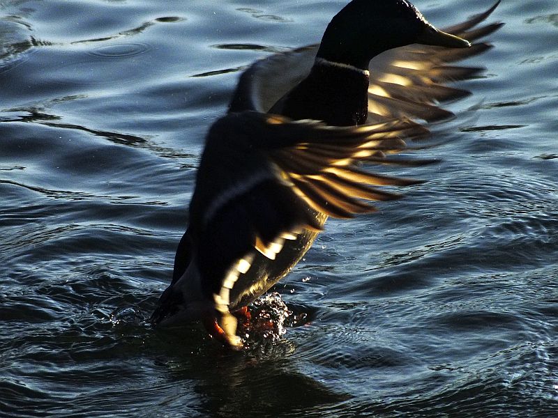 ente.jpg