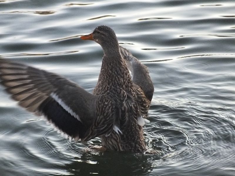 ente03.jpg