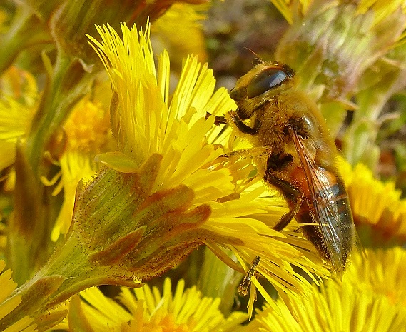 huflattich_mit_schwebfliege.jpg