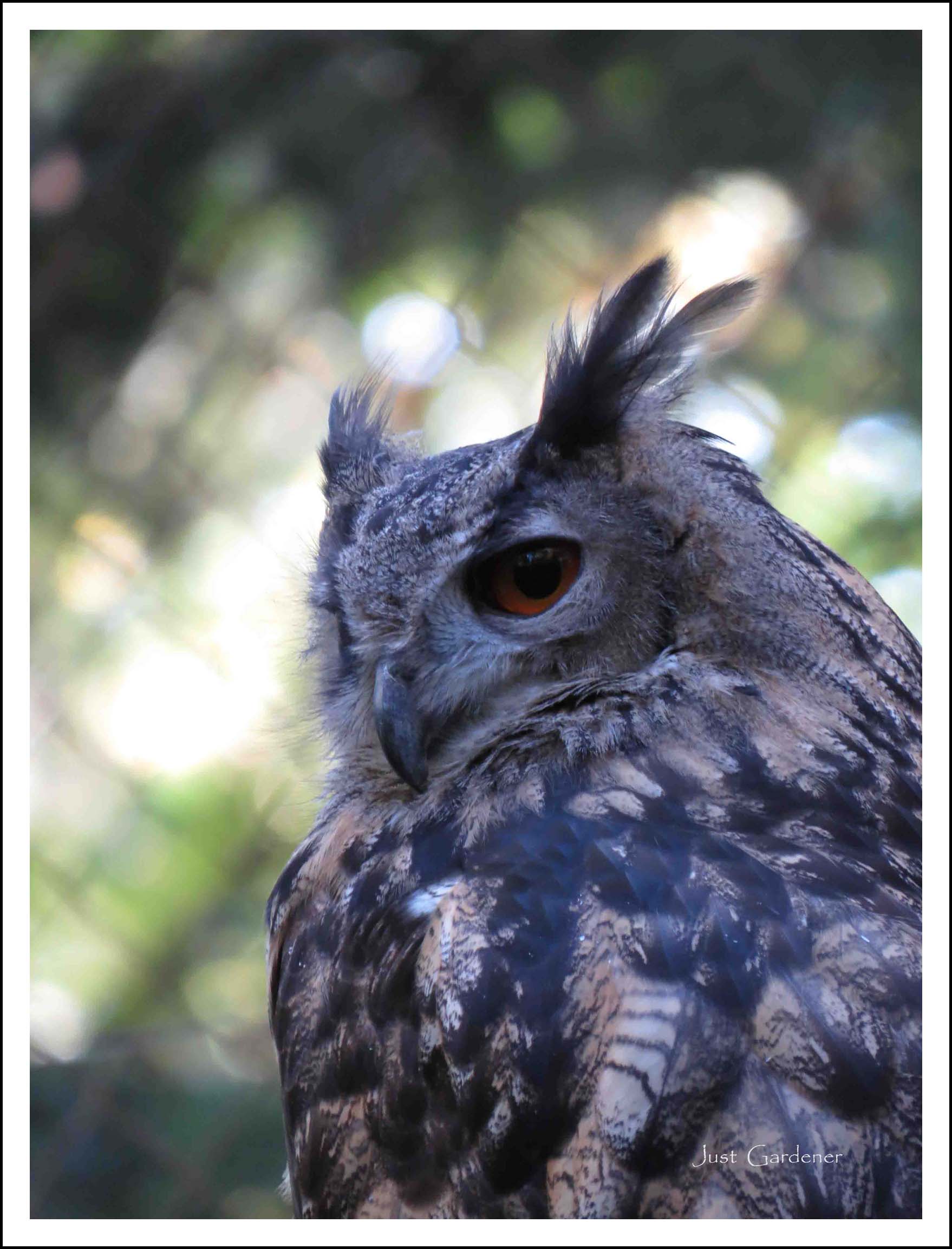 wildtierpark_pforzheim.jpg