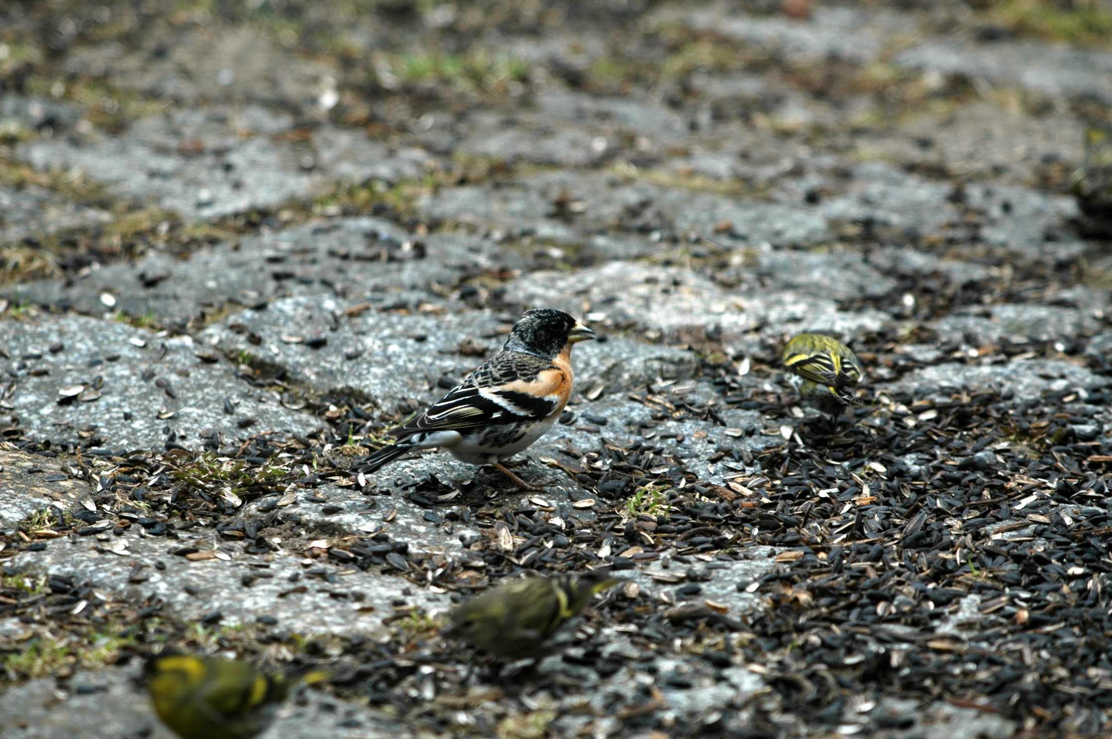dsc_6596.jpg