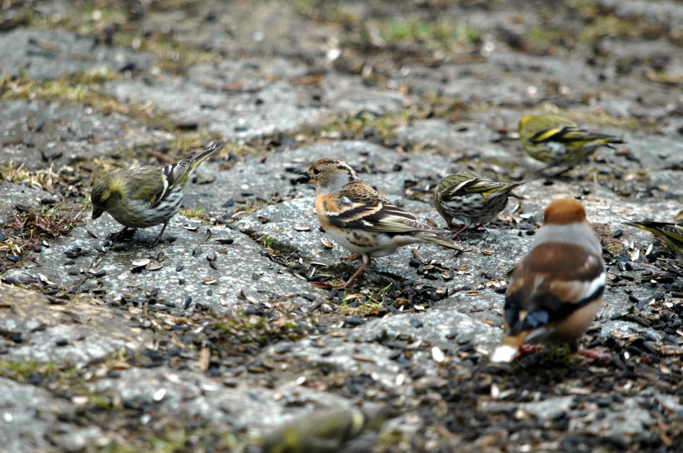 dsc_6621.jpg