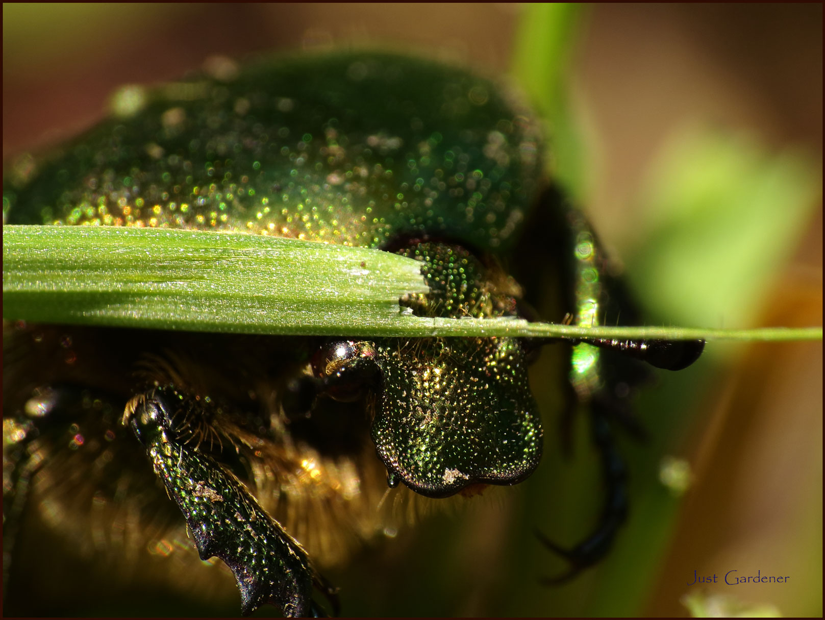 cetonia-aurata---kopf.jpg