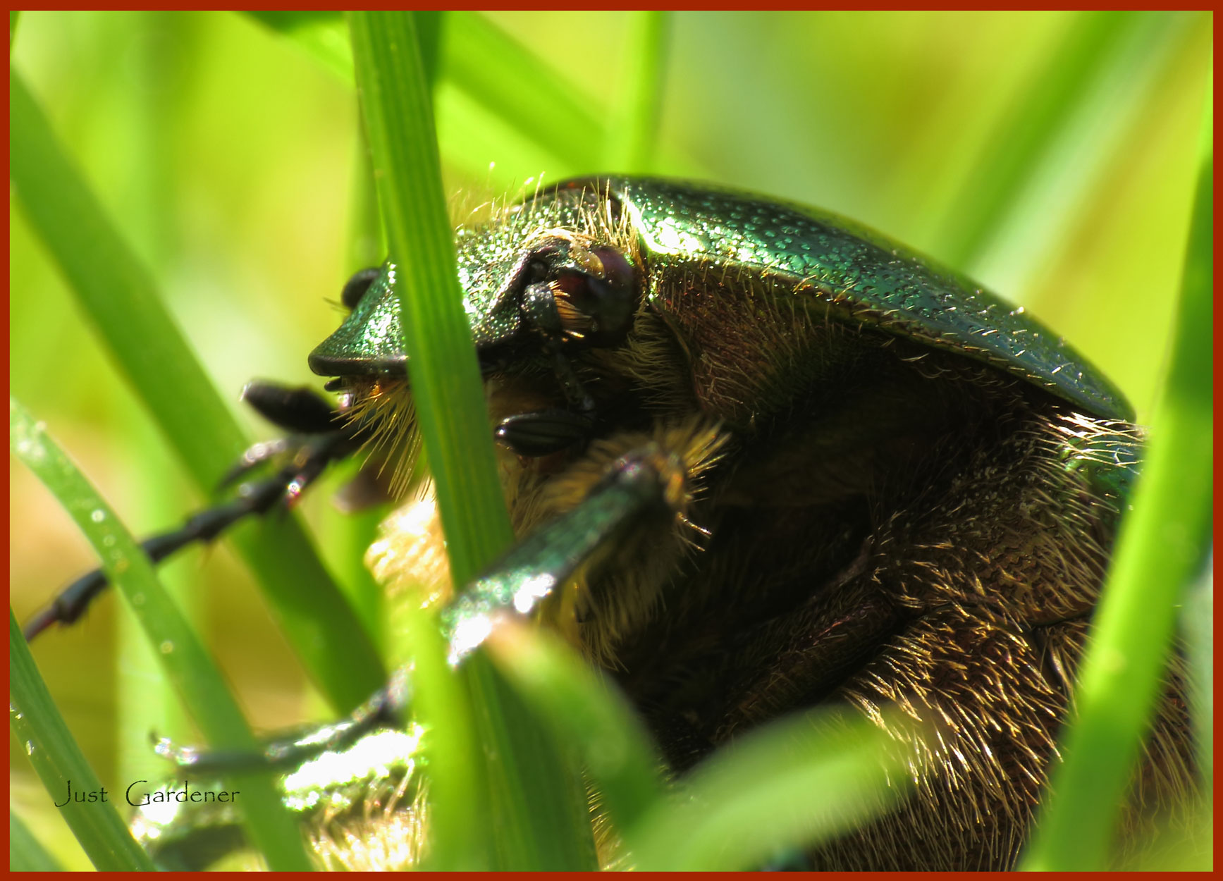 cetonia-aurata-seitl_vorne-.jpg