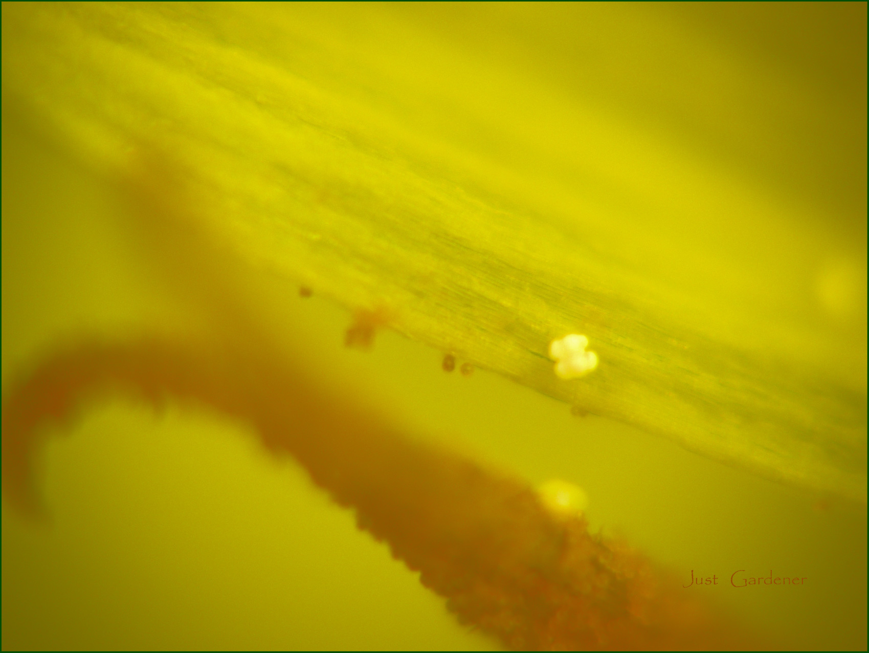 pollen---oder-naeher-kann-ic.jpg