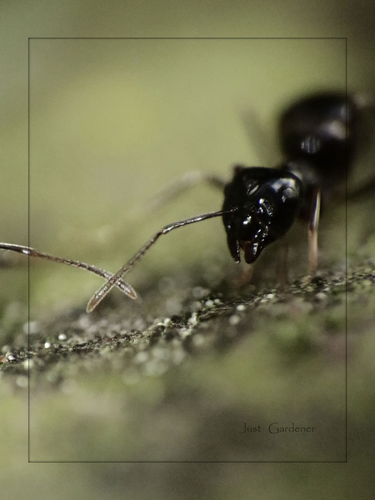 ameise-03orig-farblos.jpg