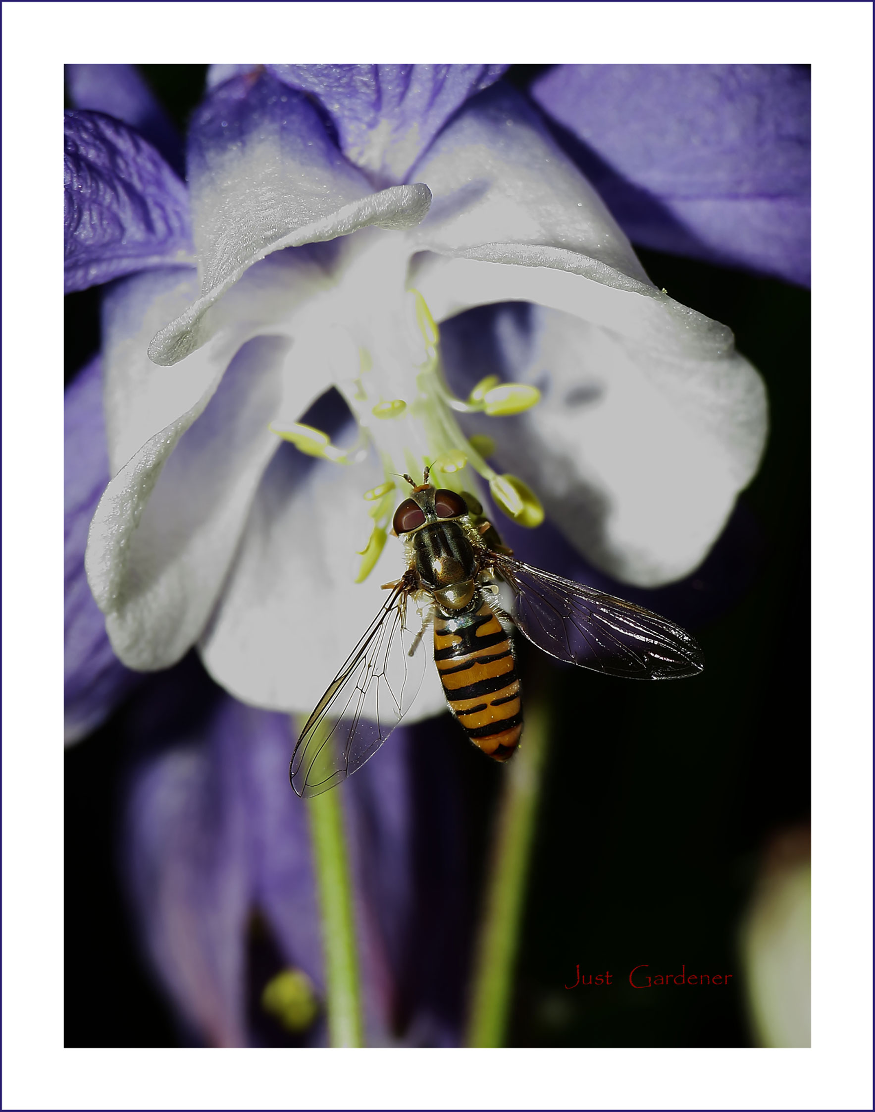 schwebfliege-an-akelei-02.jpg