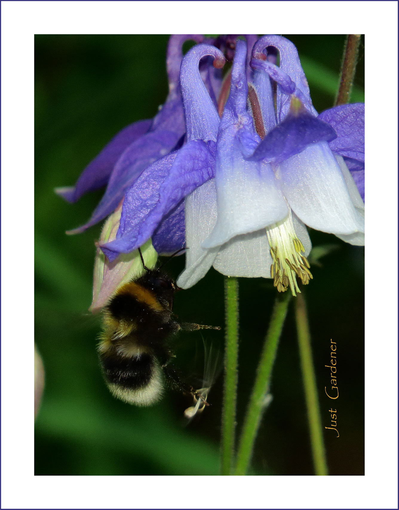 hummel-an-akelei.jpg