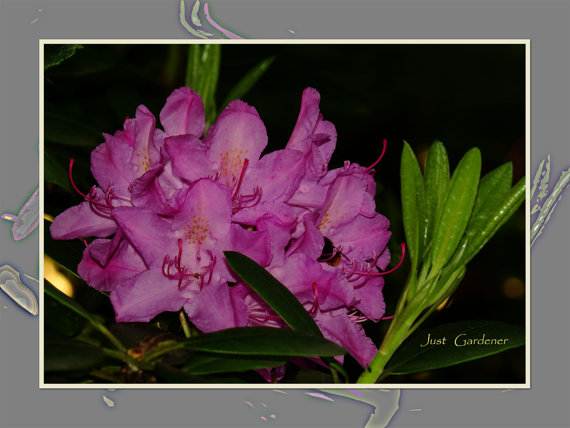 hummel-im-rhododendron-01.jpg
