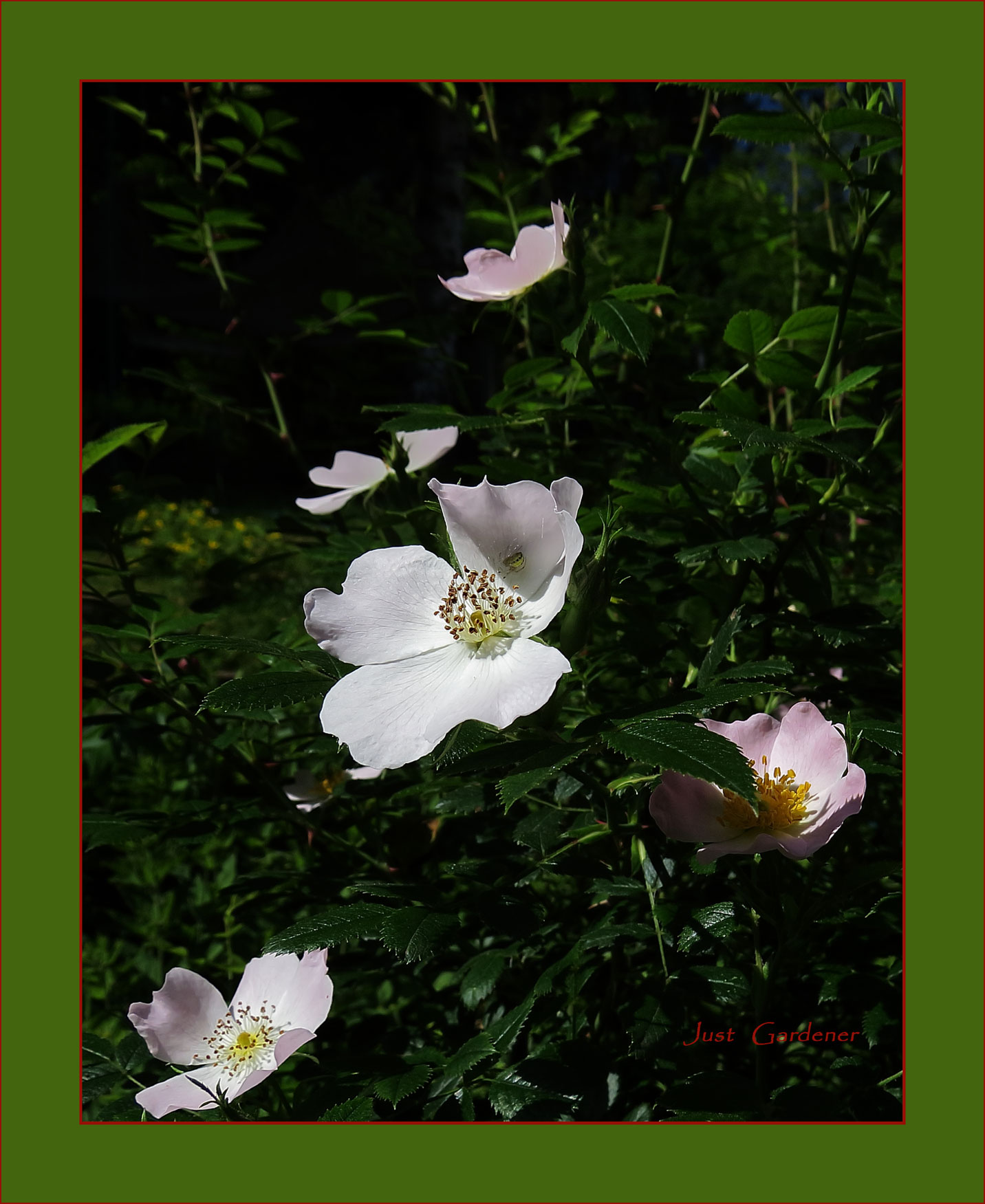 spinne-an-heckenrose.jpg