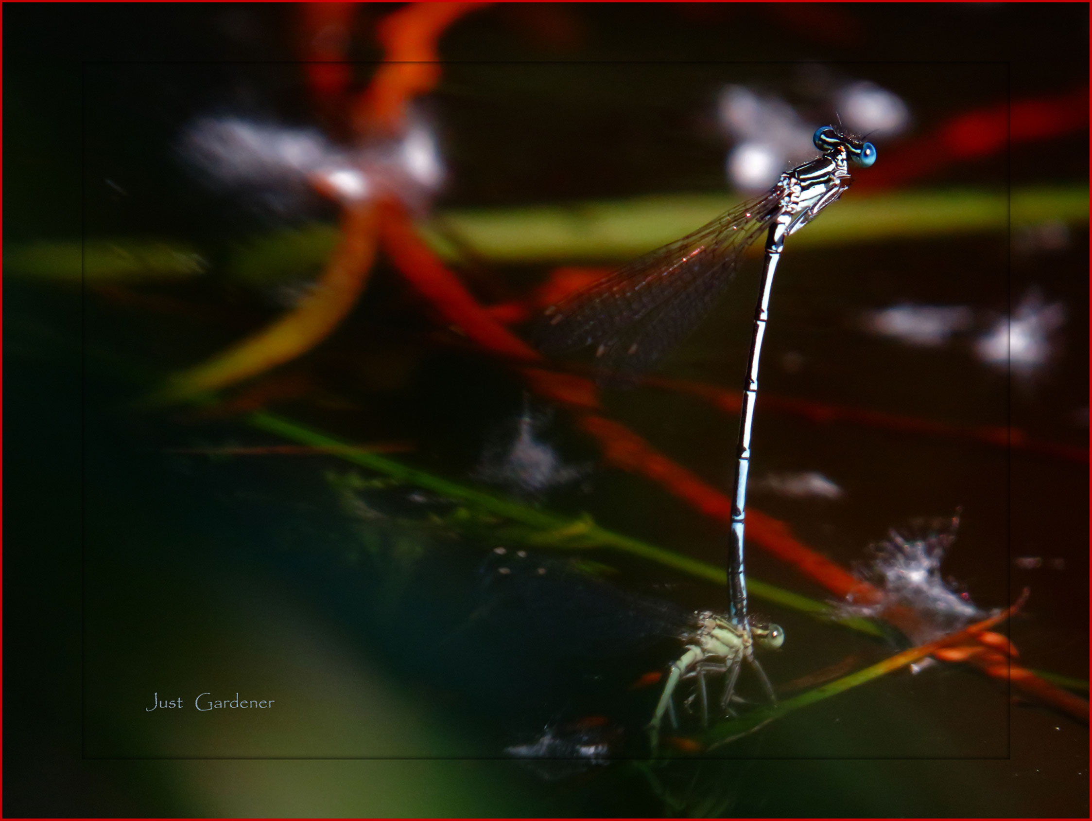 libelle-02.jpg