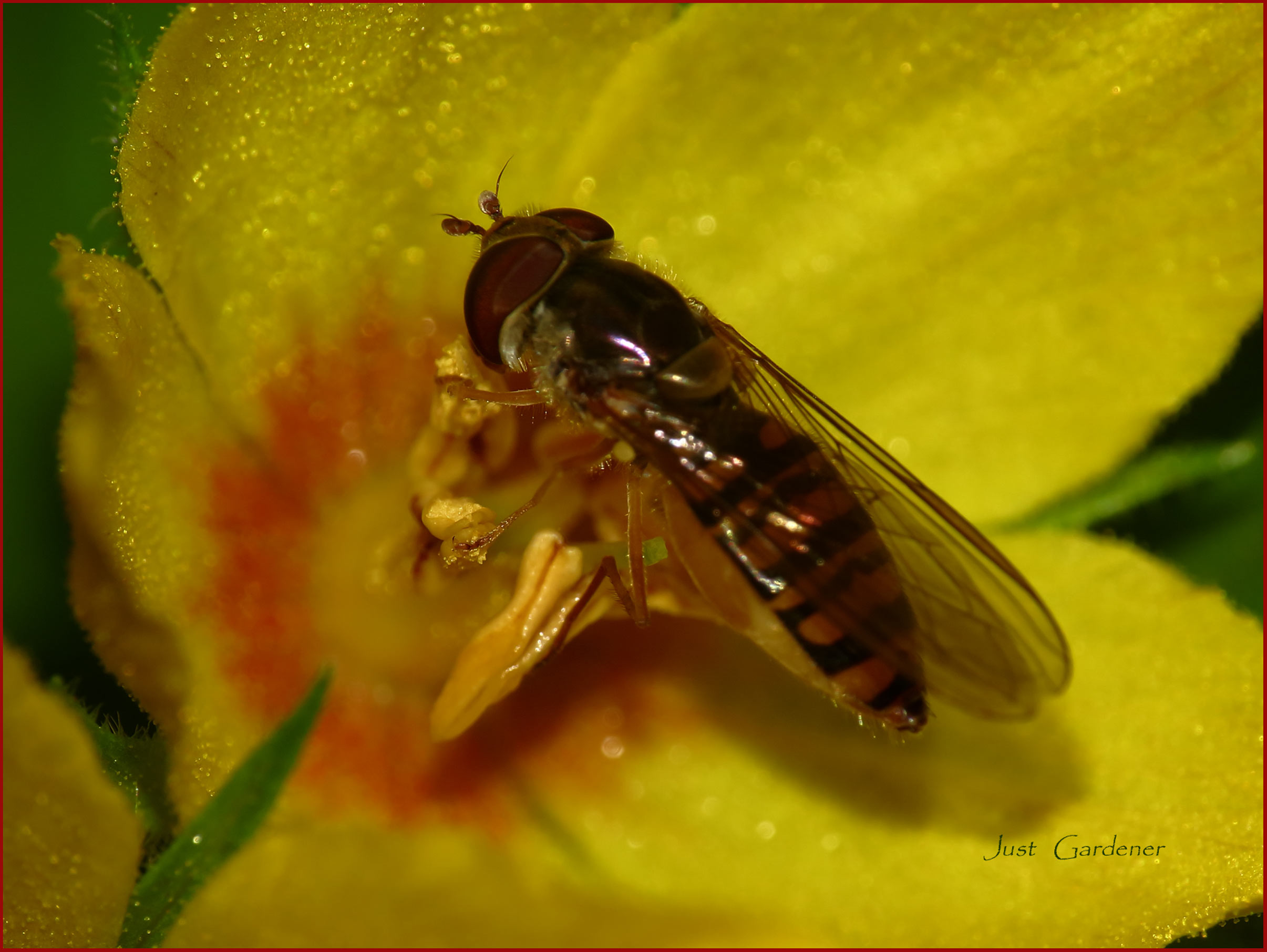 schwebfliege-01.jpg