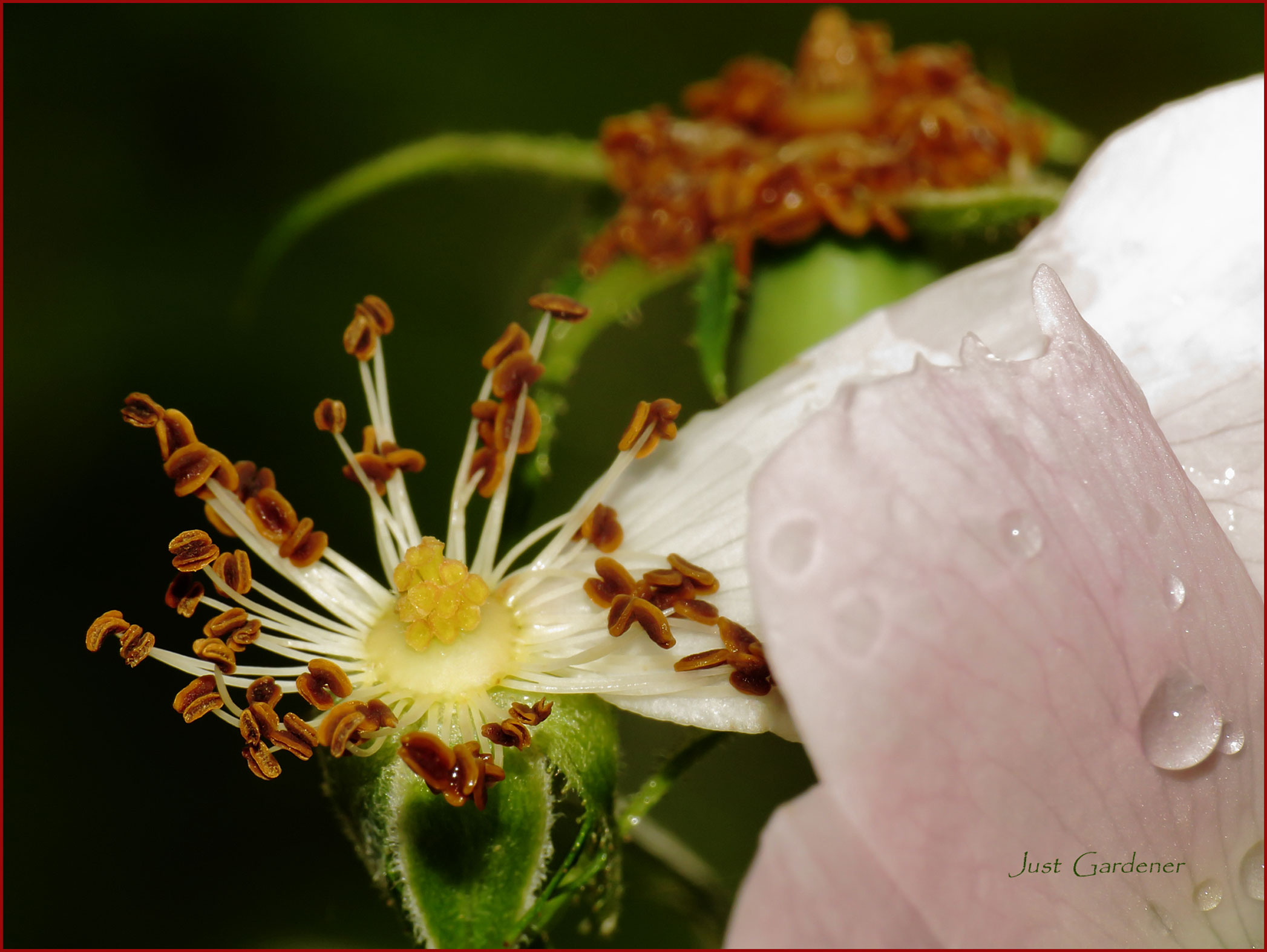 detail-heckenrose-01.jpg