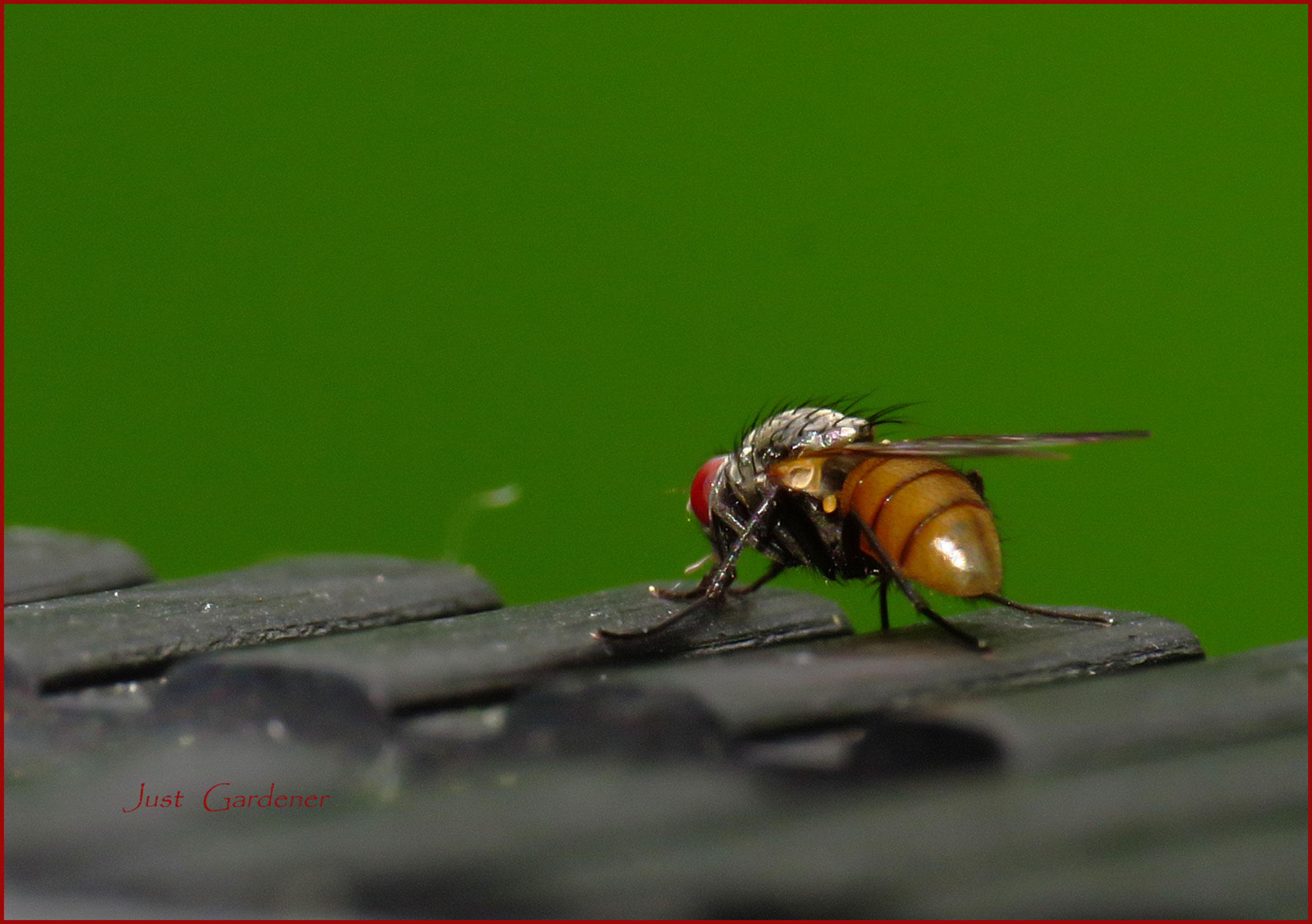 fliege-auf-makroschlitten--.jpg