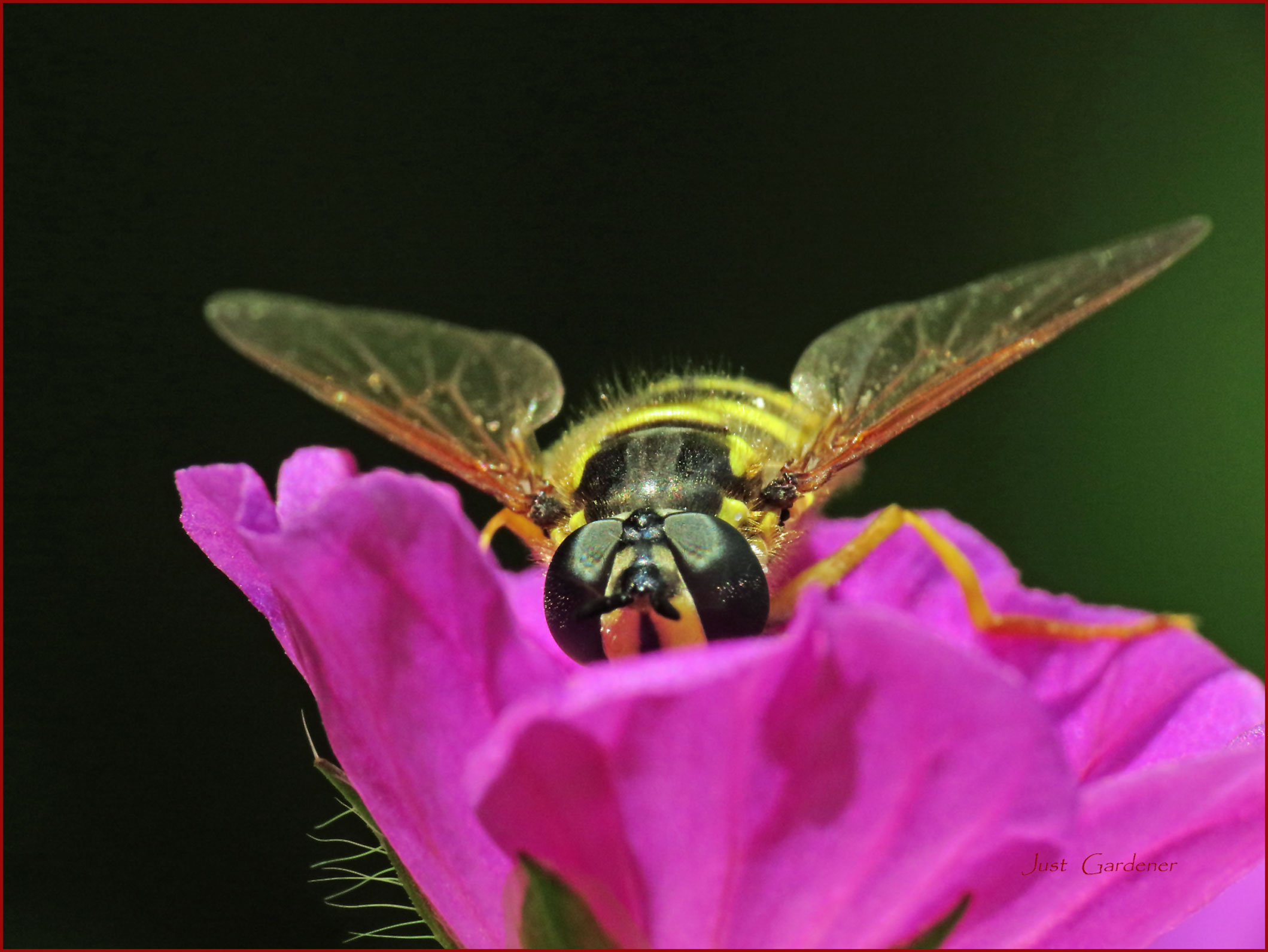 schwebfliege-an-storchensch.jpg