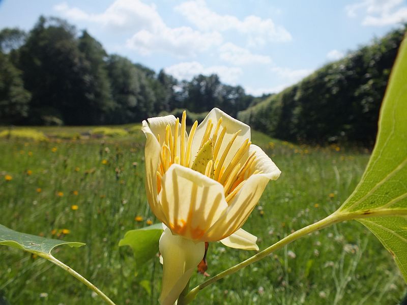 magnolie_im_sommer.jpg