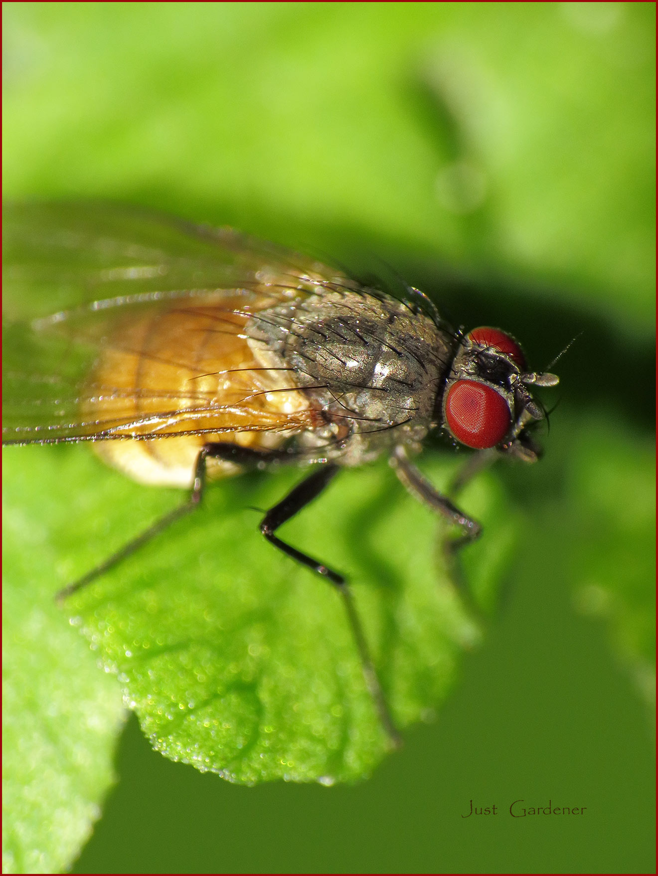 fliege.jpg
