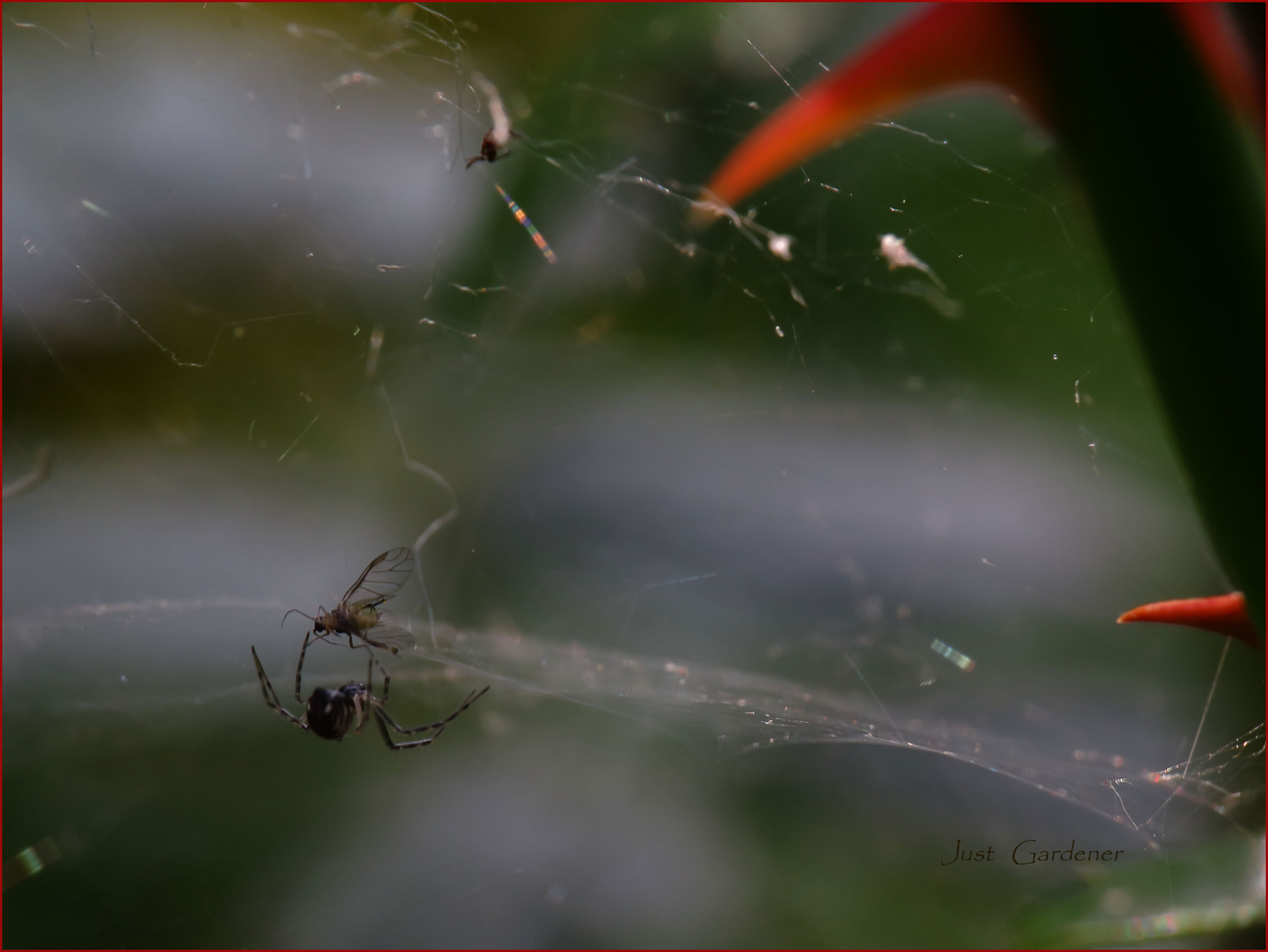 spinne-mit-beute-02.jpg