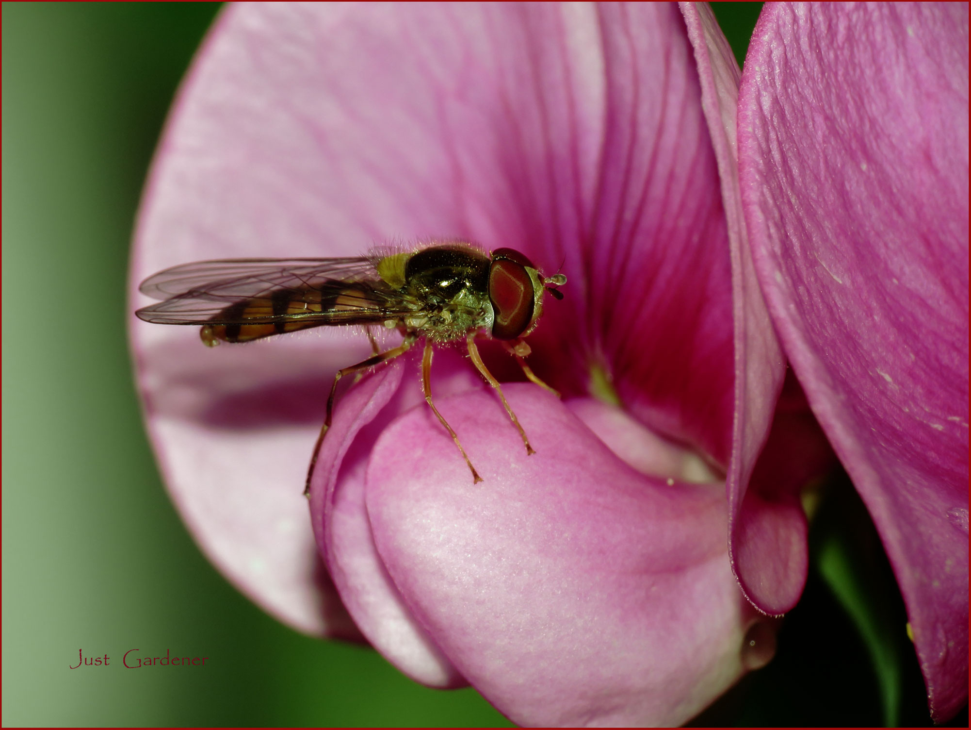 001-schwebfliege-an-platter.jpg