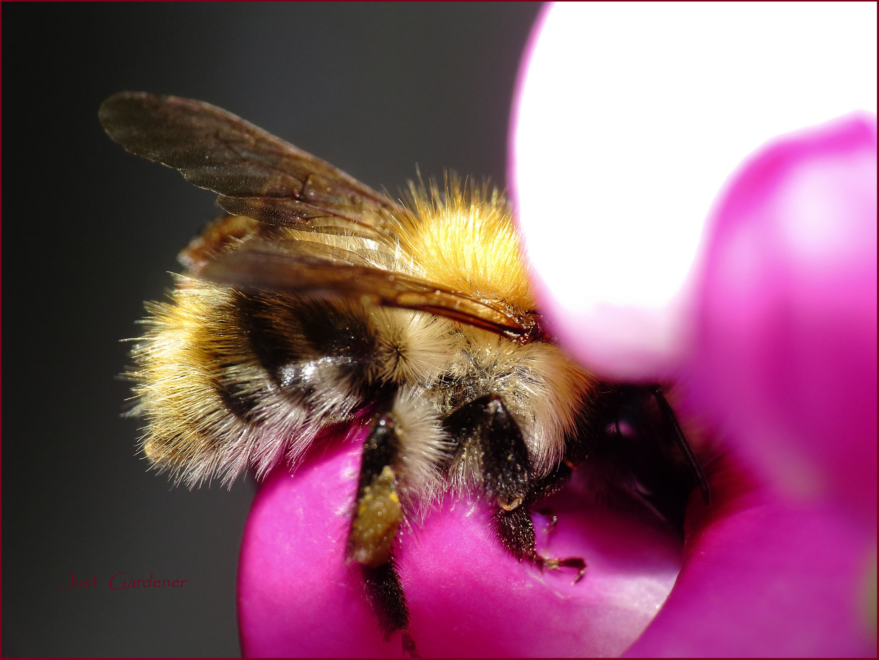 001-hummel-an-platterbse.jpg