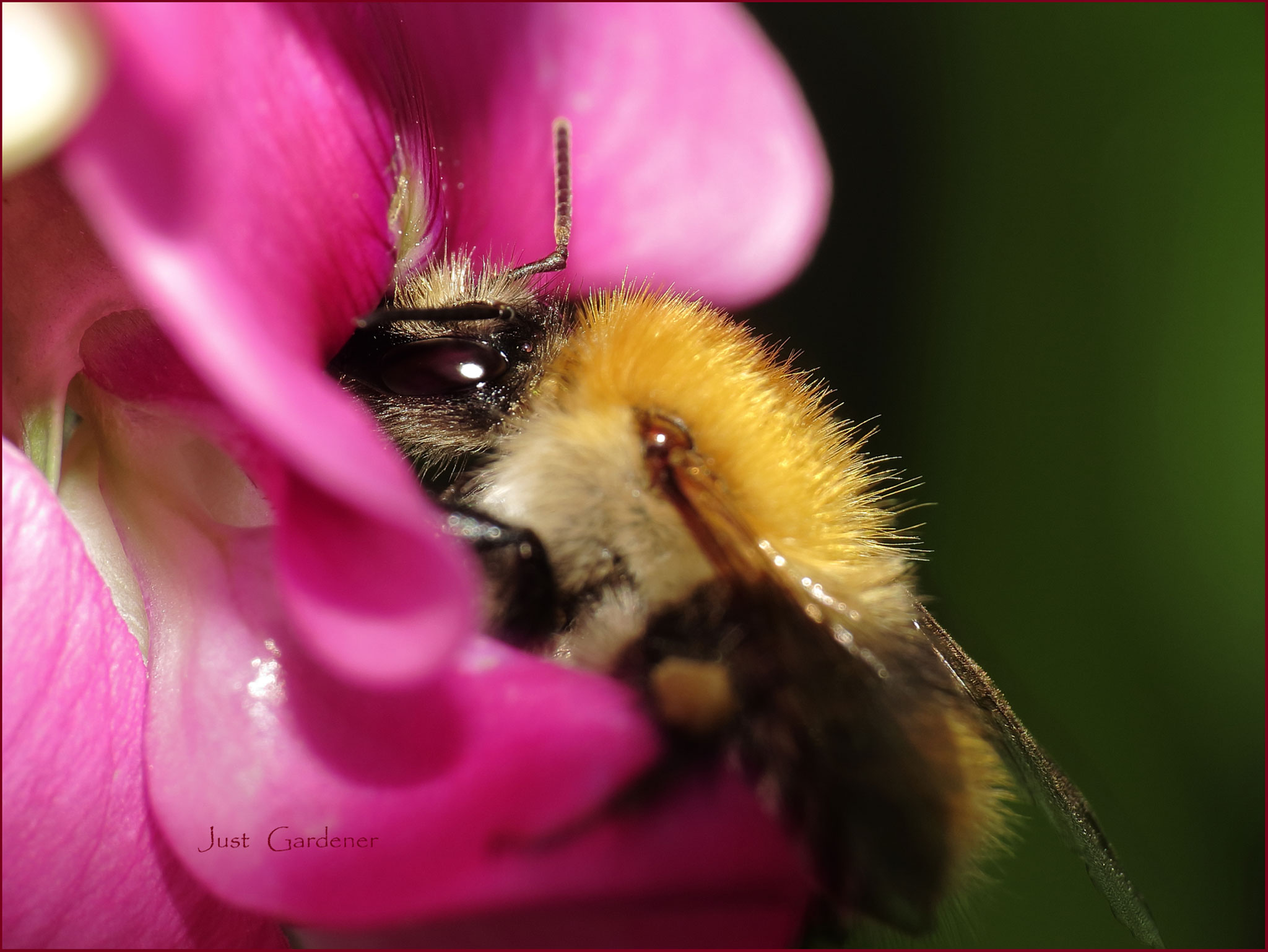 001-hummel-an-platterbse-01.jpg