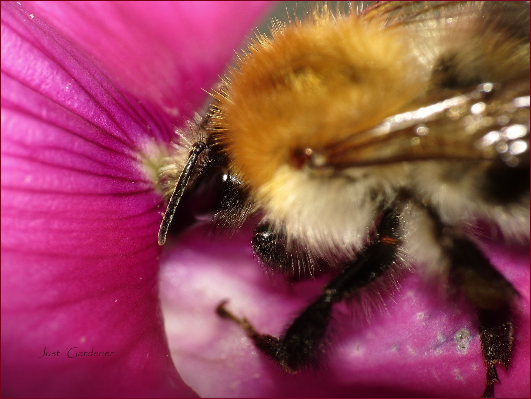 001-hummel-an-platterbse-02.jpg