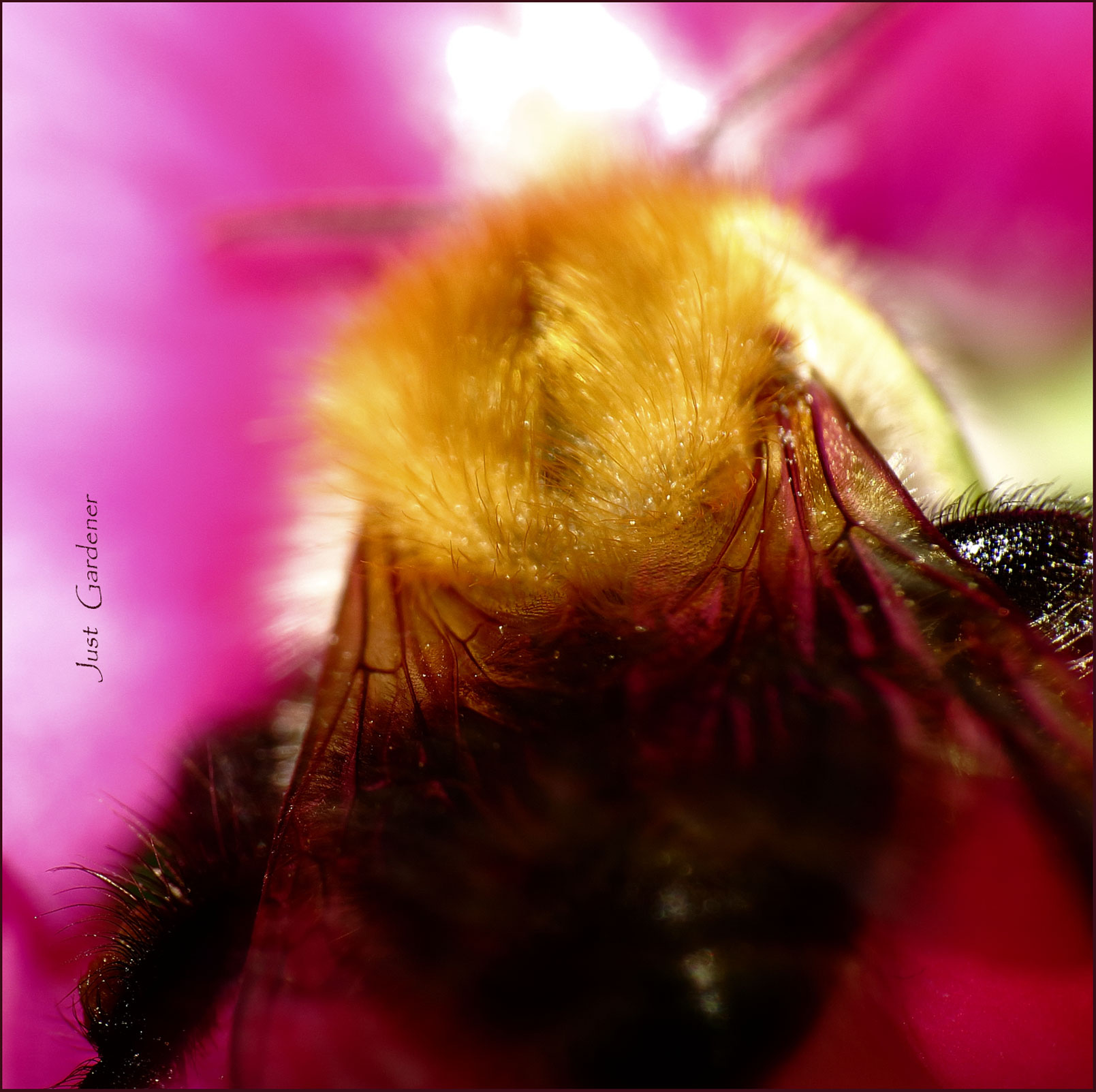 001-hummel-an-platterbse-03.jpg