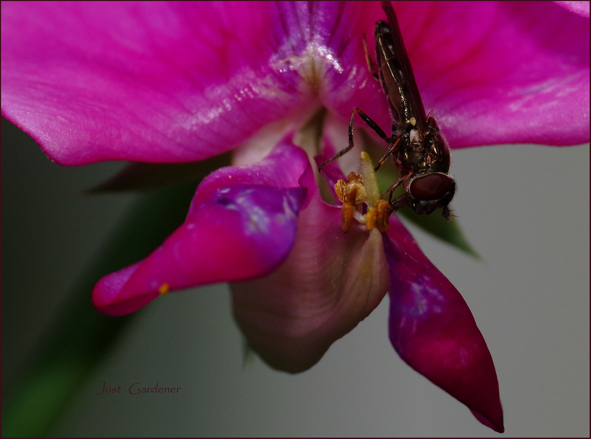 schwebfliege-an-platterbse-.jpg