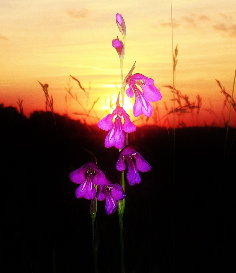 sumpfgladiole_01_(2).jpg