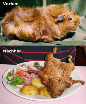 meerschweinchen.gif